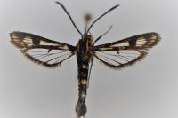 Chamaesphecia empiformis