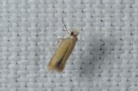 Coptotriche marginea