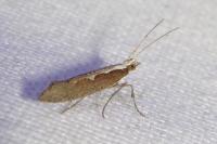 Plutella xylostella