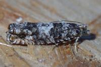 Epinotia rubiginosana