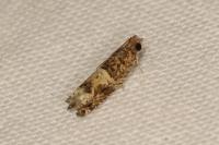 Crocidosema plebejana