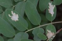 Parectopa robiniella