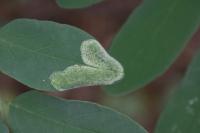 Macrosaccus robiniella