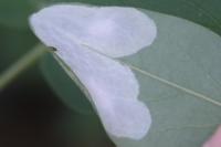 Macrosaccus robiniella