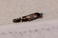 Mompha subbistrigella