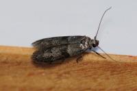 Blastobasis