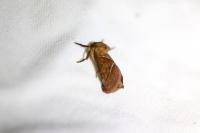 Triodia sylvina