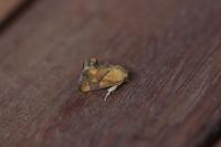 Apoda limacodes
