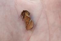 Triodia sylvina