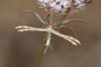 Oxyptilus