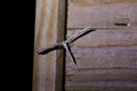 Emmelina monodactyla