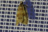 Celypha