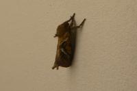 Triodia sylvina