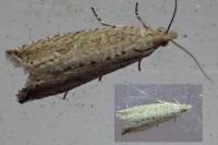 Bactra lancealana