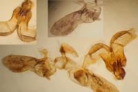 Bactra lancealana