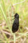 Typhonia ciliaris