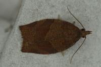 Pandemis heparana