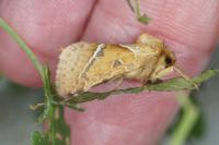 Triodia sylvina