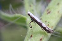 Dialectica scalariella
