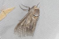 Cossus cossus
