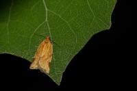 Paramesia gnomana