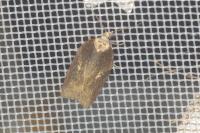 Acleris hastiana