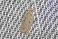Agonopterix ocellana