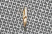 Argyresthia pruniella
