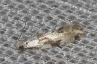 Scythropia crataegella