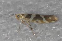 Argyresthia goedartella