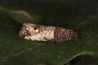Notocelia incarnatana