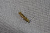 Mompha epilobiella