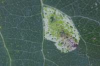 Phyllonorycter