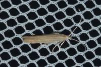 Coleophora striatipennella
