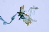 Coleophora striatipennella