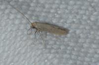 Bedellia somnulentella