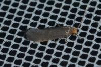 Cephimallota crassiflavella