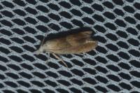 Eucosma conterminana