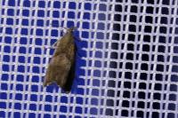 Dichrorampha