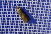 Dichrorampha