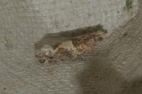 Crocidosema plebejana