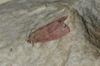 Celypha rosaceana