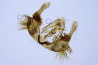 Celypha rosaceana