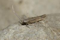 Coleophora texanella