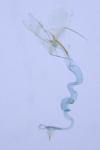 Coleophora texanella