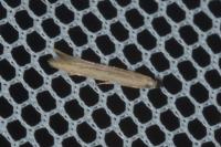 Batrachedra parvulipunctella