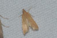 Helcystogramma rufescens