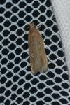 Helcystogramma triannulella