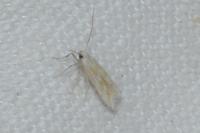 Ptocheuusa paupella