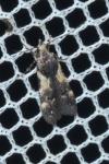 Teleiodes luculella